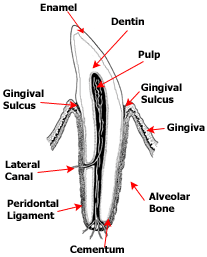 cat teeth anatomy